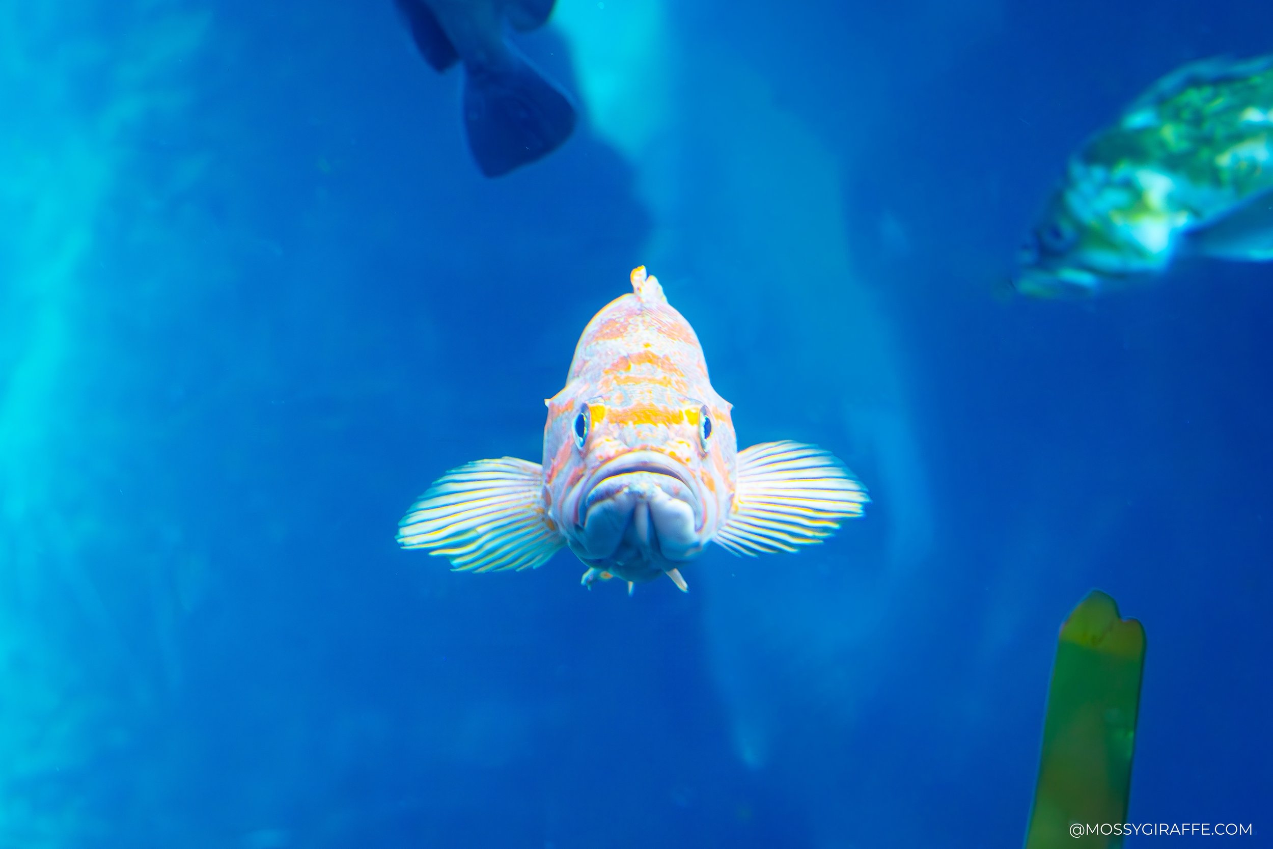 Close-up wildlife portrait with soft natural light