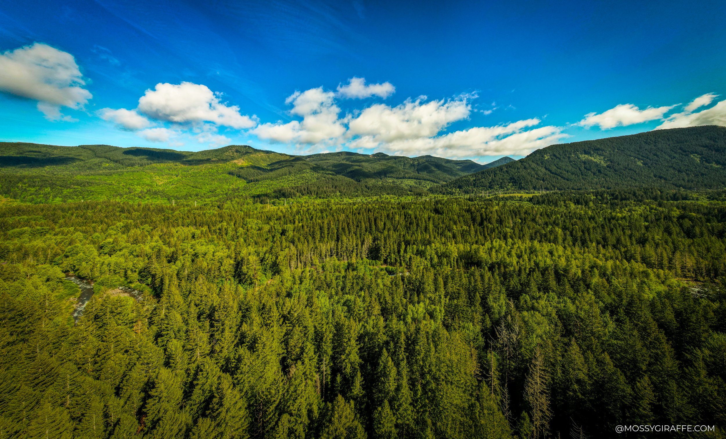 Lush Pacific Northwest forest draped in moss and mist
